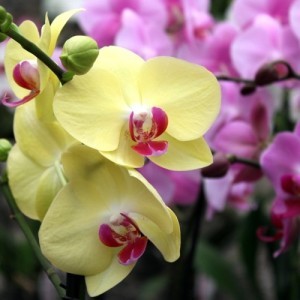 gelbe Orchideen