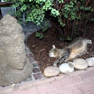 Buddha mit Katze